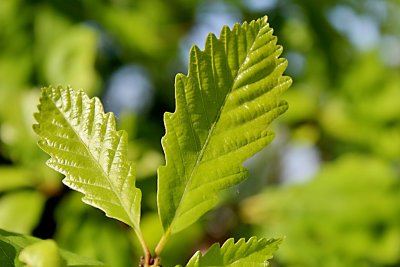 Quercus muehlenbergii - dub Muehlenbergův - jarní listy